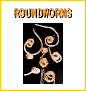roundworm